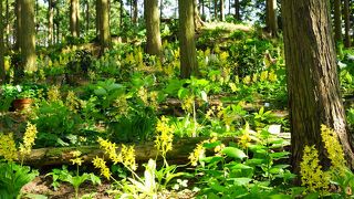 高天山草園