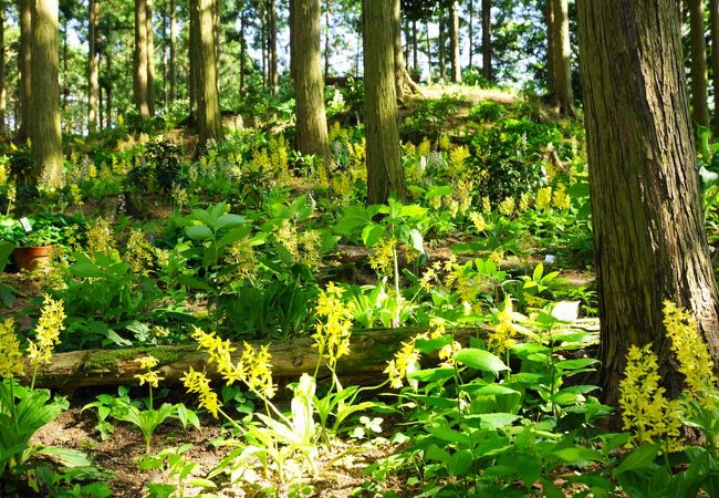 高天山草園