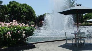 ばら！　バラ！　薔薇