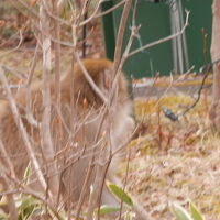 敷地内でおサルさんに遭遇！