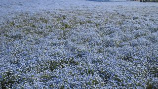 やっぱりネモフィラの丘