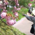 広島造幣局の八重桜。年に一度の公開です。
