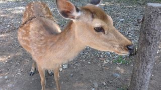 鹿せんべいめがけて突進!!ｗ