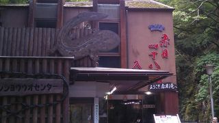 いろんな種類がいました