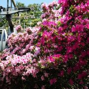 （澳門）花がいっぱいの丘に建てられた公園