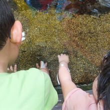 ドクターフィッシュ