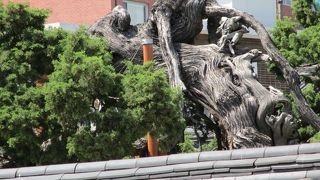昌徳宮のイブキの木　樹齢700年の天然記念物