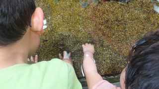 ショーがお薦め