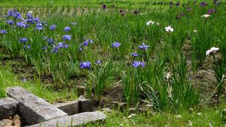 湿地内の木道を散策