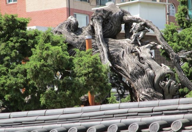 昌徳宮のイブキの木　樹齢700年の天然記念物