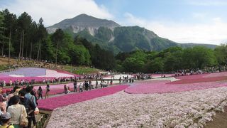 GWの芝桜が有名です