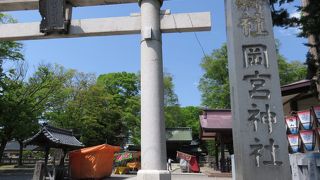 ケヤキが沢山あります。