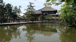 カメと鯉がたくさん泳いでいました♪