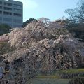 都心の広大な庭園。桜も見ごたえあり。