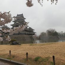 松本城公園の満開の桜から見る天守。