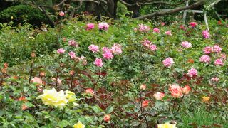 日本のバラ園を想像して行くと残念な感じです