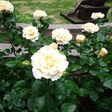 前庭はバラが満開でした