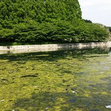 堀の中にはゴミがたくさん