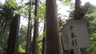 参道によくあう杉群