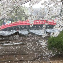 本丸側から、満開の桜と埋の橋。