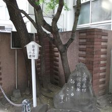 泰明小学校玄関左手脇にある 「銀座の柳二世」 の立札