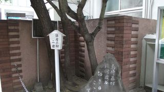 この二世の柳他の柳と区別が付きませんでした