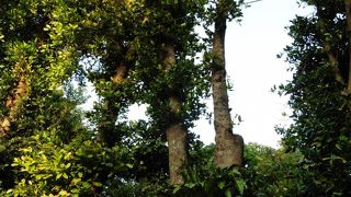 フクギ並木に佇む縁起のよい木
