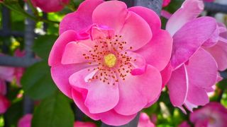 母の日の薔薇は本当に見事でした。