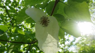 ハンカチツリーの花咲く