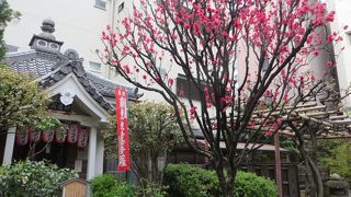 瑞泉寺の境内の桜が満開に。