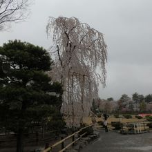 本丸御殿跡に咲く枝垂れ桜。