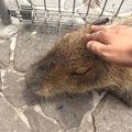 かなりの動物充！