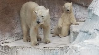 シロクマの子どもがいます