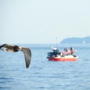 初島～熱海 イルドバカンスプレミアの船の旅