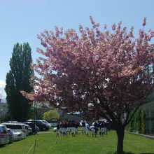 外周沿いに咲く八重桜の様子