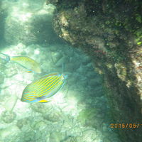 魚の数も種類も豊富