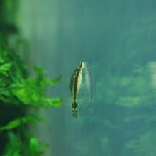 我が家の水槽でも活躍中のオトシンクルス