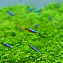 カージナルテトラのピントが……、すいません