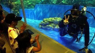 スカイツリーの下にある水族館は小さいけど意外と良いのです
