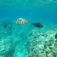 大きな魚も深いところによってきます