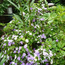 前庭には花が咲いていました