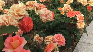 ちょうどなサイズ感