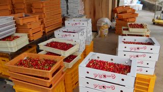 生のアセロラがあります