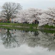 桜の季節には池の周りが桜一色！