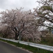 川沿いに延々と続く桜並木は見事です！