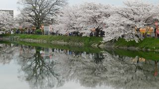 桜の季節には池の周りが桜一色！