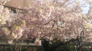 お花見もできる図書館です。