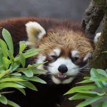 レッサーパンダは木の上で昼寝中