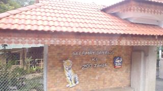 マレー虎がメイン