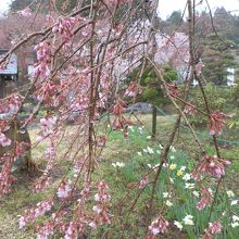 ライトアップまで行かない桜